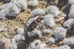 Cicindela tranquebarica