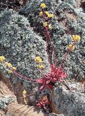 Crassula pubescens