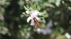 Syrphus octomaculatus