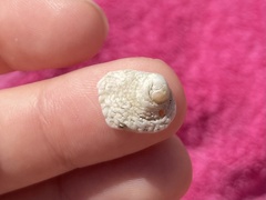 Trochoidea