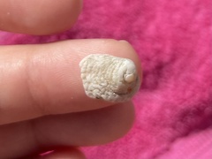 Trochoidea