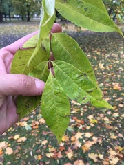 Phellodendron amurense