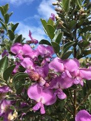 Podalyria calyptrata