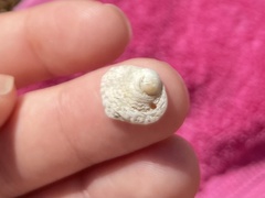 Trochoidea
