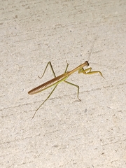 Tenodera sinensis