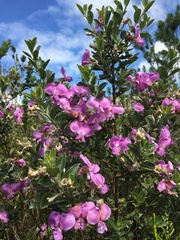 Podalyria calyptrata