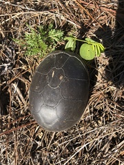 Kinosternon subrubrum