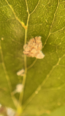 Corythucha marmorata