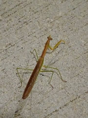 Tenodera sinensis
