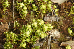 Siloxerus multiflorus