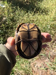 Kinosternon subrubrum