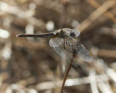 Sympetrum fonscolombii