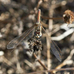 Sympetrum fonscolombii