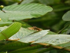 Junonia almana javana