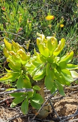 Tylecodon paniculatus