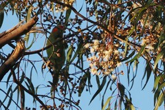 Glossopsitta concinna