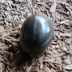 Ixodidae