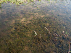 Nitella hyalina