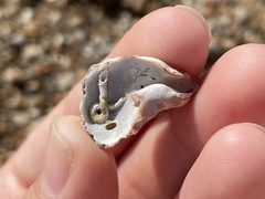 Stramonita haemastoma