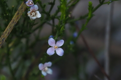 Cyanothamnus coerulescens