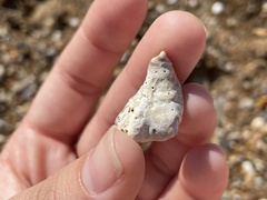 Stramonita haemastoma