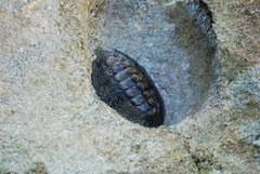 Acanthopleura gemmata