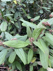Viburnum rhytidophyllum