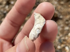 Stramonita haemastoma