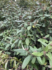 Viburnum rhytidophyllum