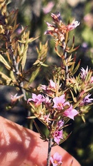 Coleonema aspalathoides