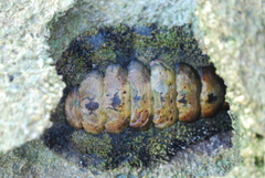 Acanthopleura gemmata