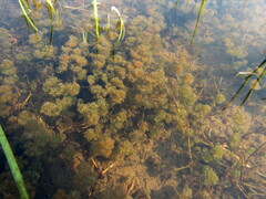 Nitella hyalina