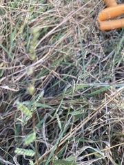 Echinochloa colona