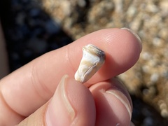 Conus ventricosus