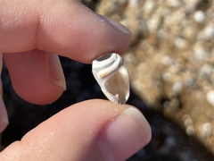 Conus ventricosus