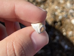 Conus ventricosus