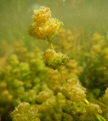 Nitella hyalina
