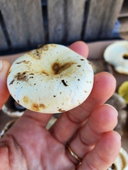 Lactifluus deceptivus