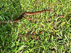 Pantherophis guttatus
