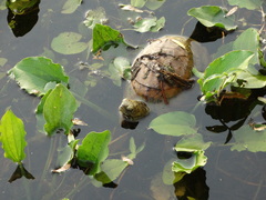 Terrapene carolina yucatana