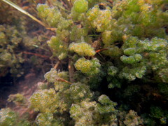 Nitella hyalina
