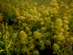 Nitella hyalina