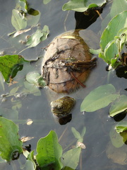 Terrapene carolina yucatana