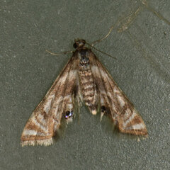 Petrophila canadensis