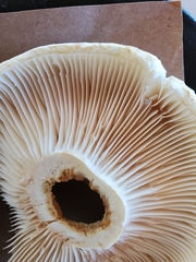 Lactifluus deceptivus