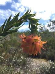 Liparia splendens splendens