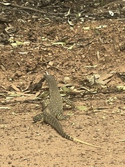 Varanus gouldii