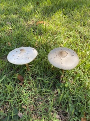 Chlorophyllum molybdites image