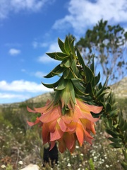 Liparia splendens splendens