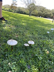 Chlorophyllum molybdites image